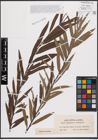 Foto von Salix daphnoides Vill. x Salix viminalis L.